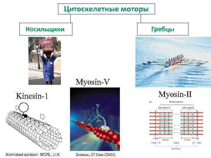 Цитоскелетные моторы Носильщики Гребцы Myosin-V Myosin-II Kinesin-1 Animated cartoon: MCRI, U. K. Science, 27