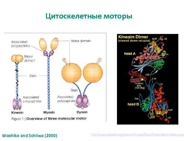 Цитоскелетные моторы Woehlke and Schliwa (2000) http: //www. proweb. org/kinesin/Crystal. Struc/Dimer-down-rotaxis. jpg 