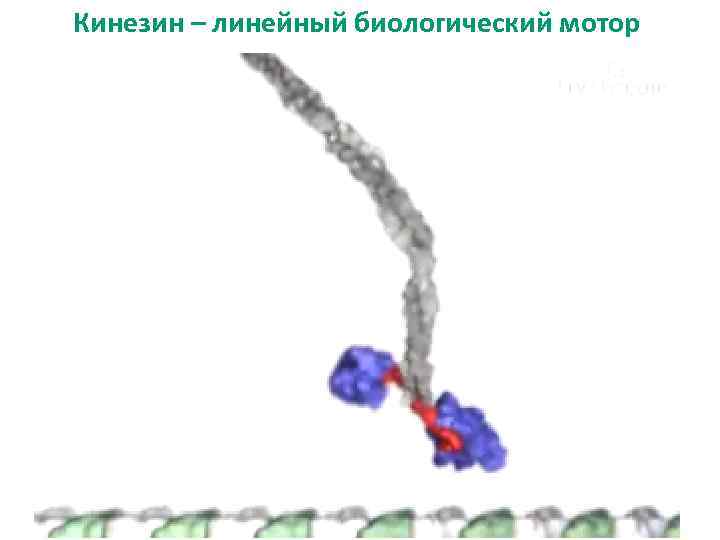 Кинезин – линейный биологический мотор 