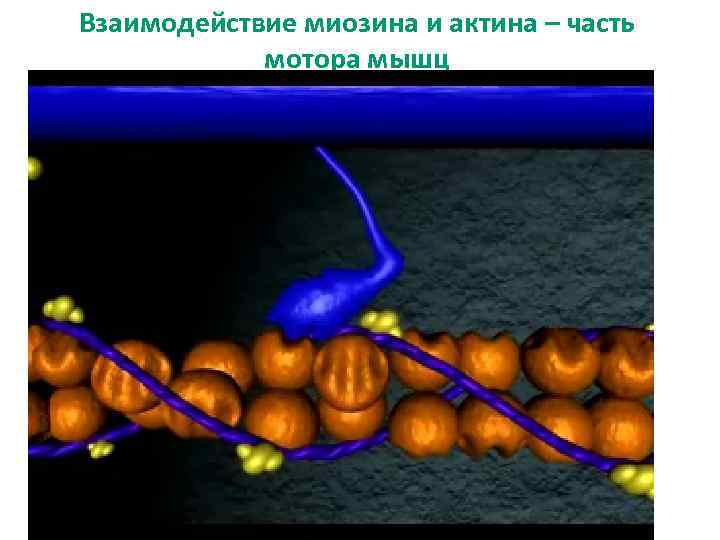 Взаимодействие миозина и актина – часть мотора мышц 