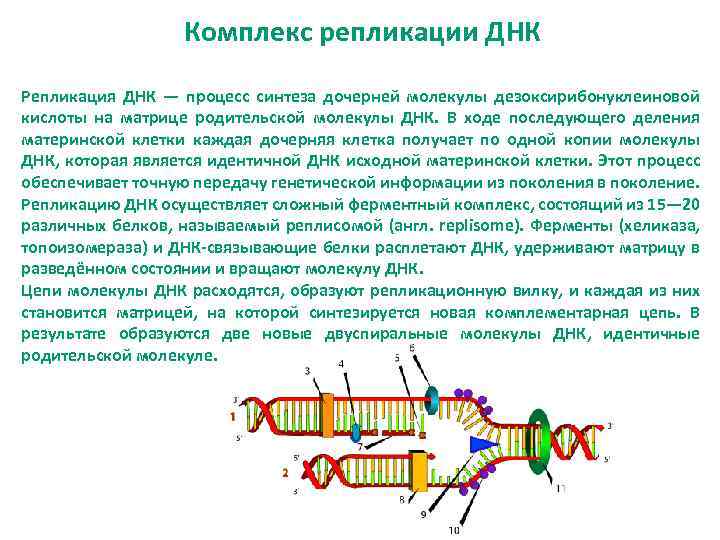 Комплекс репликации ДНК Репликация ДНК — процесс синтеза дочерней молекулы дезоксирибонуклеиновой кислоты на матрице