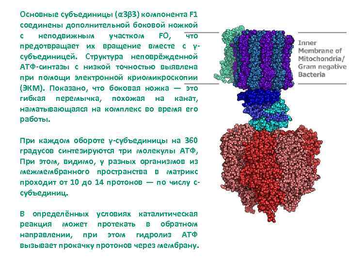 Основные субъединицы (α 3β 3) компонента F 1 соединены дополнительной боковой ножкой с неподвижным