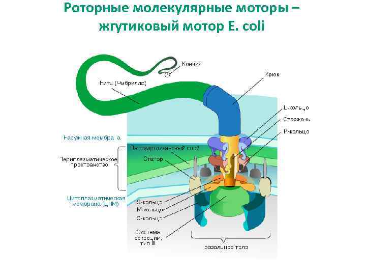 Роторные молекулярные моторы – жгутиковый мотор E. coli 