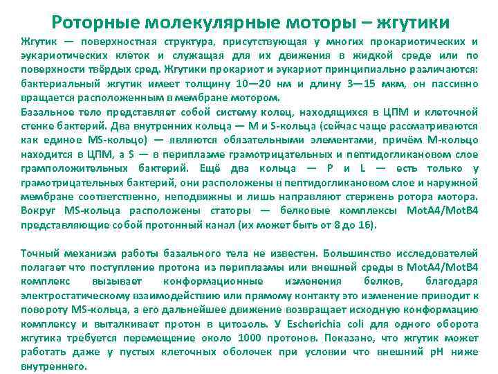 Роторные молекулярные моторы – жгутики Жгутик — поверхностная структура, присутствующая у многих прокариотических и