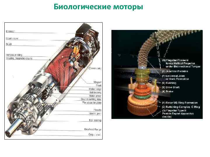 Биологические моторы 