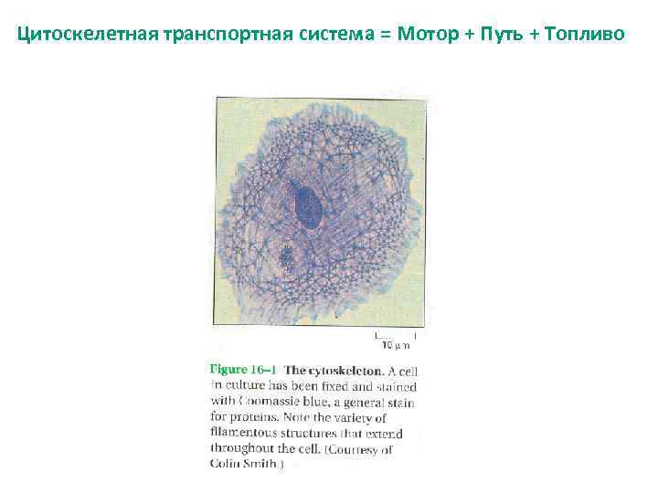 Цитоскелетная транспортная система = Мотор + Путь + Топливо 