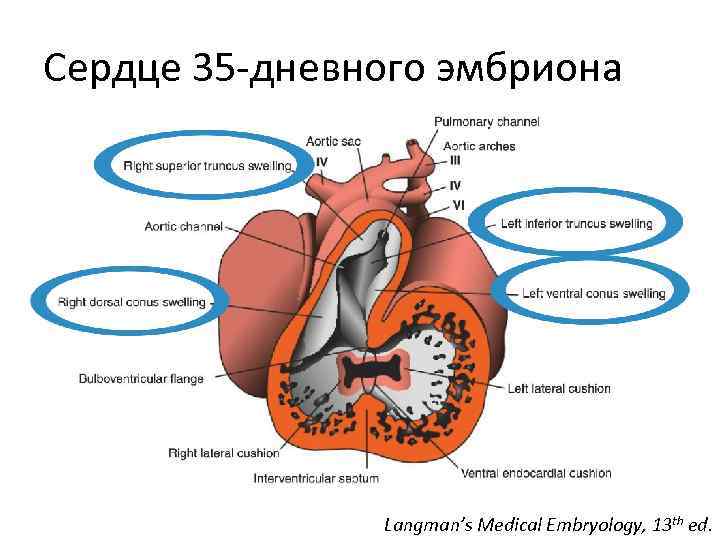 Сердце 35‐дневного эмбриона Langman’s Medical Embryology, 13 th ed. 