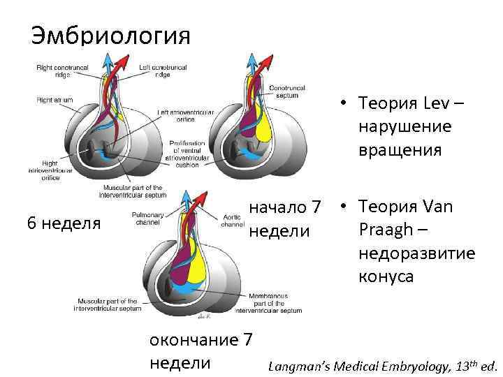 Эмбриология • Теория Lev – нарушение вращения 6 неделя начало 7 • Теория Van