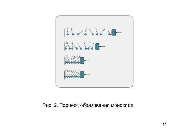 Рис. 2. Процесс образования монослоя. 14 