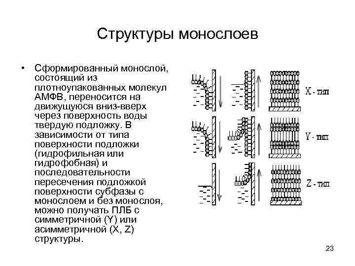 Структуры монослоев • Сформированный монослой, состоящий из плотноупакованных молекул АМФВ, переносится на движущуюся вниз-вверх