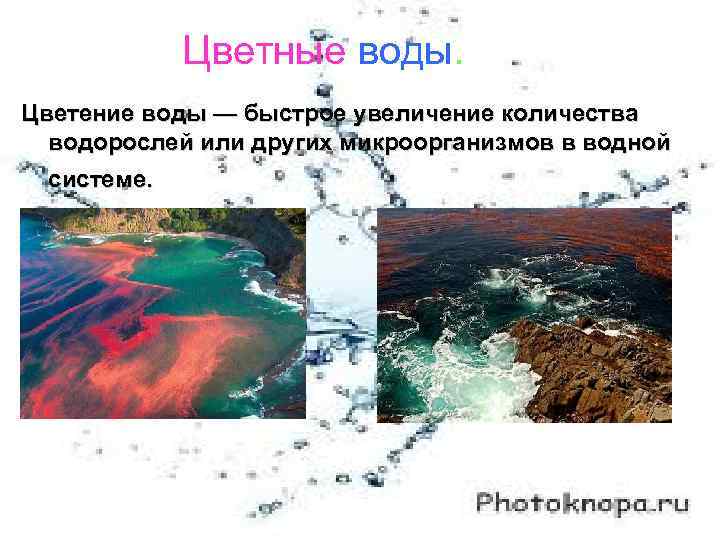 Цветные воды. Цветение воды — быстрое увеличение количества водорослей или других микроорганизмов в водной