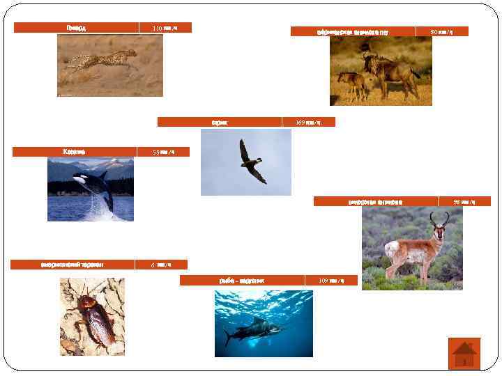 Гепард 110 км/ч африканская антилопа гну стриж Косатка 169 км/ч. 55 км/ч вилорогая антилопа