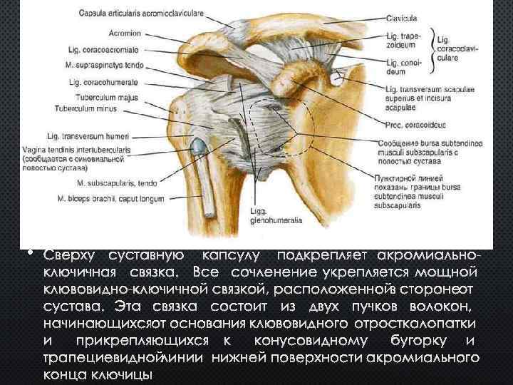  • СВЕРХУ СУСТАВНУЮ КАПСУЛУ ПОДКРЕПЛЯЕТ АКРОМИАЛЬНОКЛЮЧИЧНАЯ СВЯЗКА. ВСЕ СОЧЛЕНЕНИЕ УКРЕПЛЯЕТСЯ МОЩНОЙ КЛЮВОВИДНО-КЛЮЧИЧНОЙ СВЯЗКОЙ,