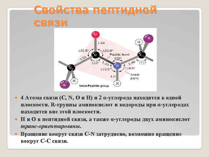 Свойства пептидной связи 4 Атома связи (C, N, O и H) и 2 α-углерода