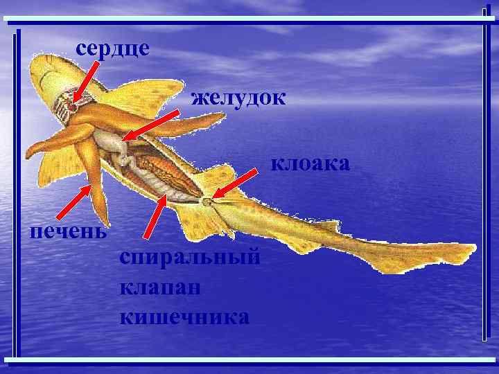 сердце желудок клоака печень спиральный клапан кишечника 