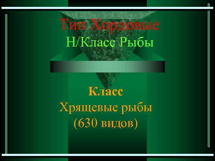 Тип Хордовые Н/Класс Рыбы Класс Хрящевые рыбы (630 видов) 