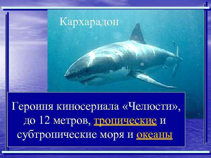 Кархарадон Героиня киносериала «Челюсти» , до 12 метров, тропические и субтропические моря и океаны