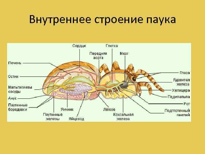 Внутреннее строение паука 