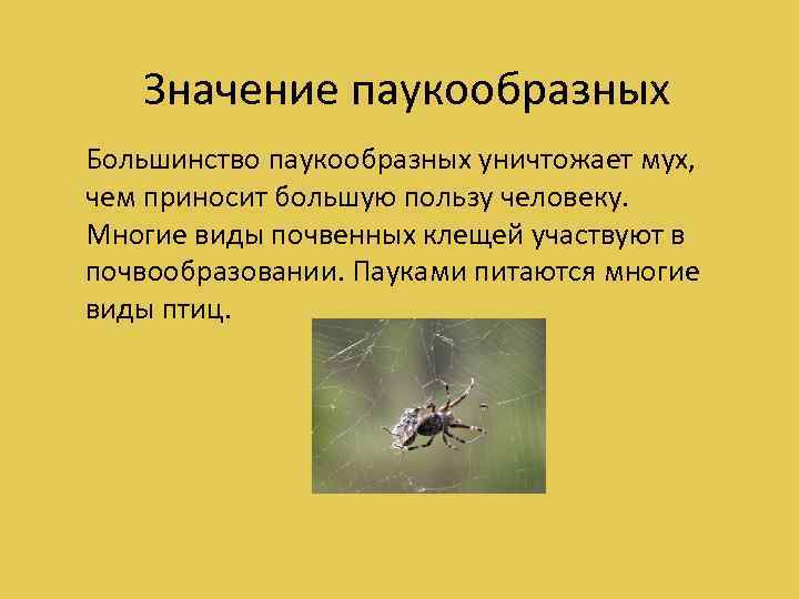 Значение паукообразных Большинство паукообразных уничтожает мух, чем приносит большую пользу человеку. Многие виды почвенных