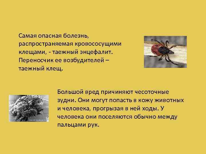 Самая опасная болезнь, распространяемая кровососущими клещами, - таежный энцефалит. Переносчик ее возбудителей – таежный