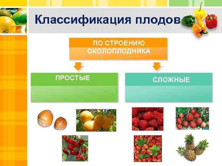 Классификация плодов ПО СТРОЕНИЮ ОКОЛОПЛОДНИКА ПРОСТЫЕ СЛОЖНЫЕ ПРОСТОЙ ПЛОД, ОБРАЗУЮЩИЙСЯ ИЗ ЦВЕТКА С ОДНИМ