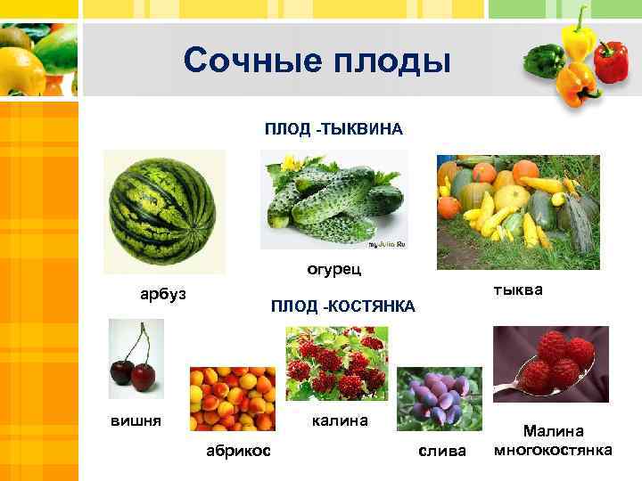 Сочные плоды ПЛОД -ТЫКВИНА Text огурец арбуз тыква ПЛОД -КОСТЯНКА Txt Text вишня калина
