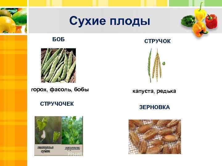 Сухие плоды БОБ СТРУЧОК Text горох, фасоль, бобы СТРУЧОЧЕК капуста, редька ЗЕРНОВКА Txt Text