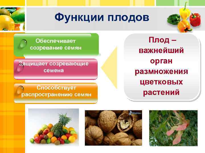 Функции плодов Обеспечивает созревание семян Защищает созревающие семена Способствует распространению семян Плод – важнейший