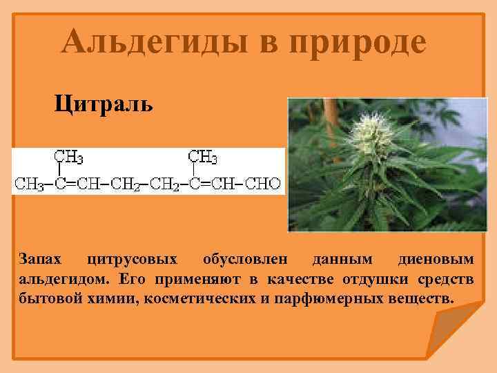 Альдегиды в природе Цитраль Запах цитрусовых обусловлен данным диеновым альдегидом. Его применяют в качестве