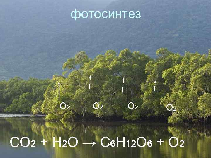 фотосинтез О 2 О 2 CO 2 + H 2 O → C 6