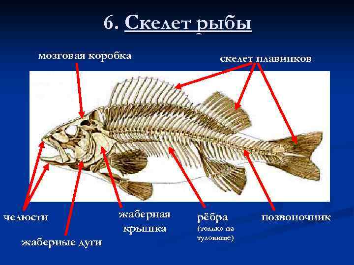 Хрящевые рыбы костные рыбы презентация