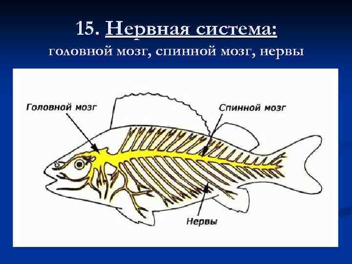 Мозг рыбы схема