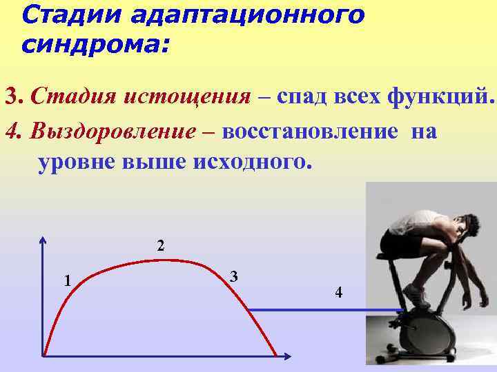 Стадии адаптационного синдрома: 3. Стадия истощения – спад всех функций. 4. Выздоровление – восстановление