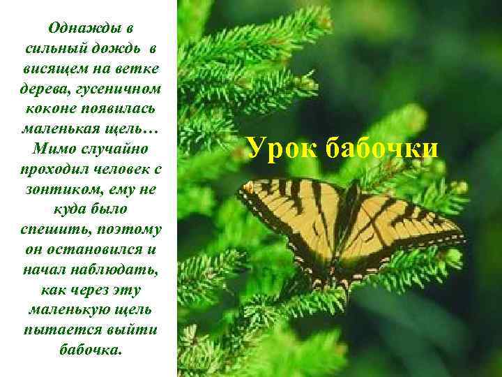 Однажды в сильный дождь в висящем на ветке дерева, гусеничном коконе появилась маленькая щель…