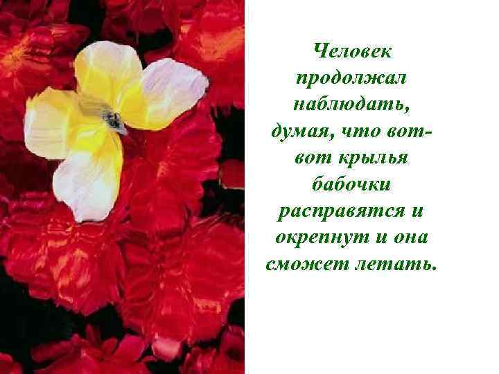 Человек продолжал наблюдать, думая, что вотвот крылья бабочки расправятся и окрепнут и она сможет