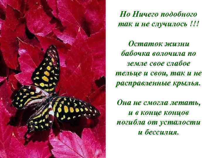 Но Ничего подобного так и не случилось !!! Остаток жизни бабочка волочила по земле