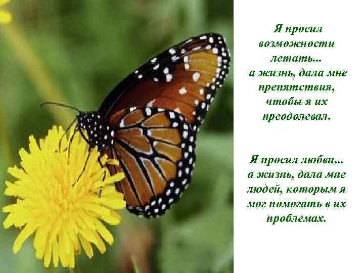 Я просил возможности летать. . . а жизнь, дала мне препятствия, чтобы я их