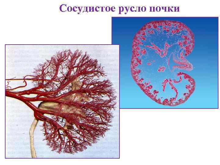 Сосудистое русло почки 