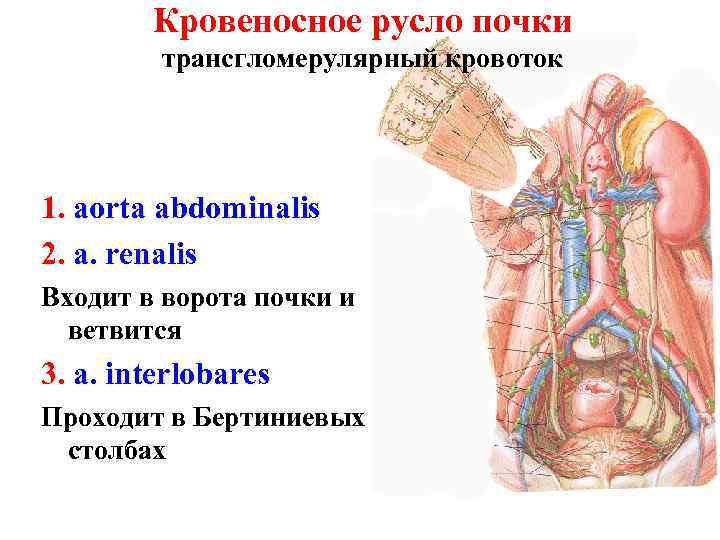 Кровеносное русло почки трансгломерулярный кровоток 1. aorta abdominalis 2. a. renalis Входит в ворота