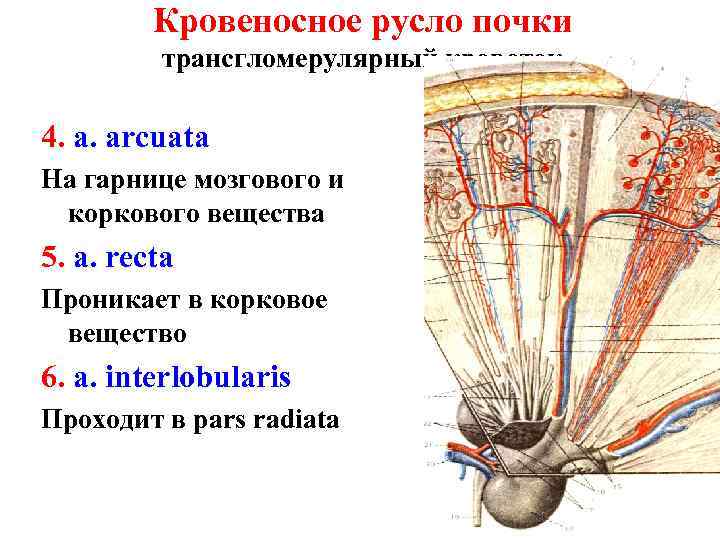 Кровеносное русло почки трансгломерулярный кровоток 4. a. arcuata На гарнице мозгового и коркового вещества