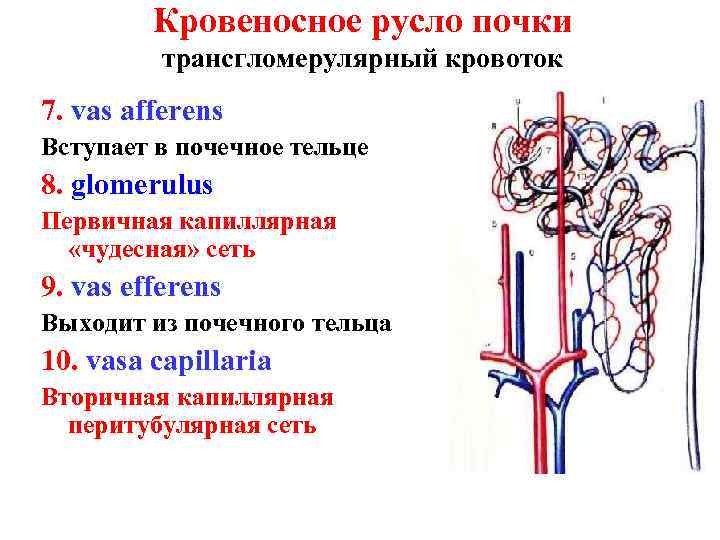 Кровеносное русло почки трансгломерулярный кровоток 7. vas afferens Вступает в почечное тельце 8. glomerulus