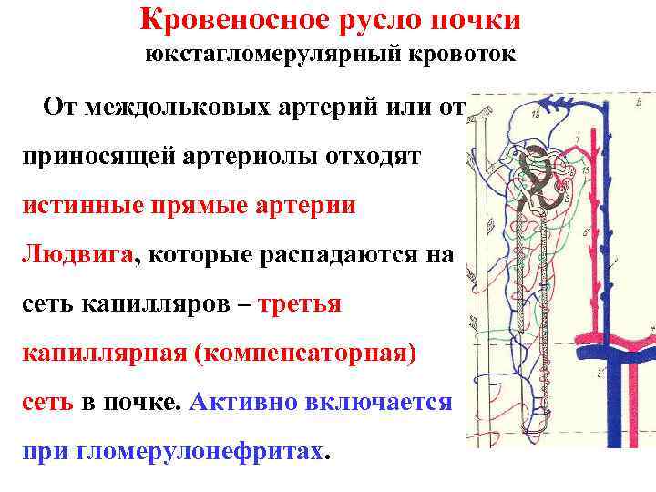 Кровеносное русло почки юкстагломерулярный кровоток От междольковых артерий или от приносящей артериолы отходят истинные