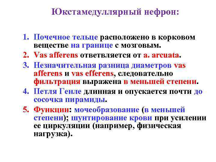 Юкстамедуллярный нефрон: 1. Почечное тельце расположено в корковом веществе на границе с мозговым. 2.