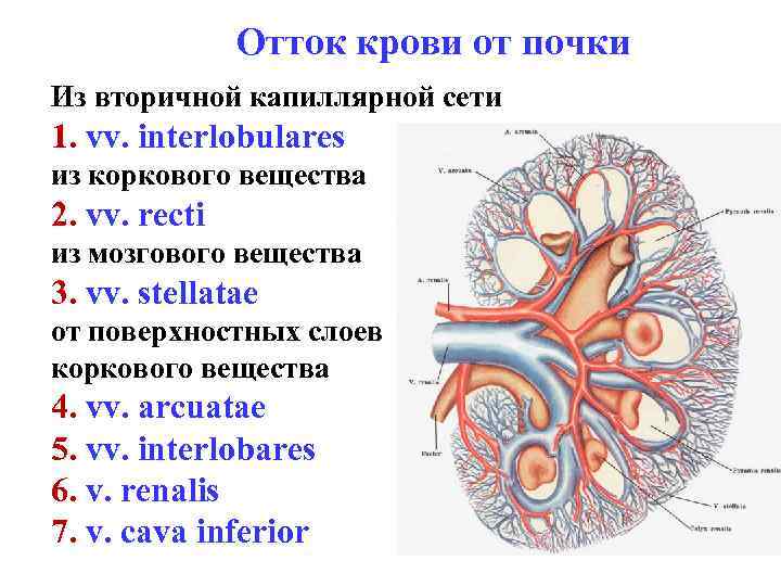 Отток крови от почки Из вторичной капиллярной сети 1. vv. interlobulares из коркового вещества