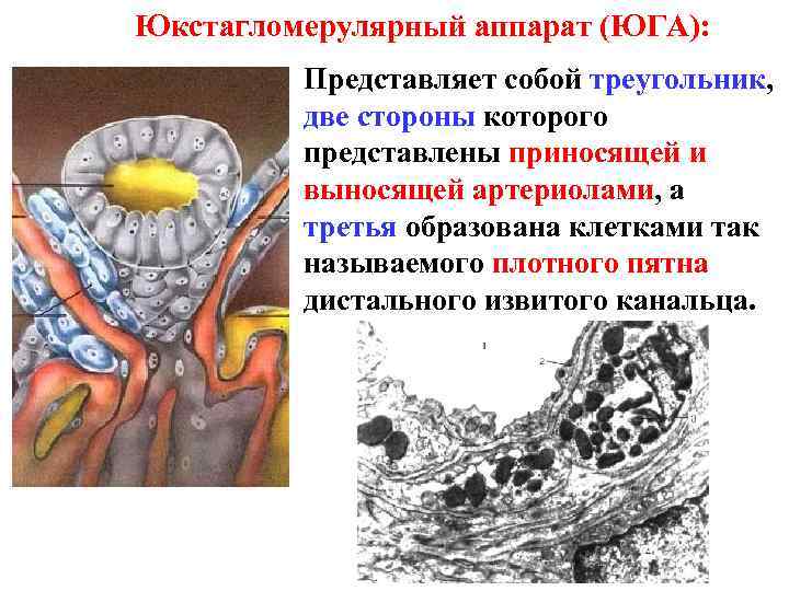 Юкстагломерулярный аппарат (ЮГА): Представляет собой треугольник, две стороны которого представлены приносящей и выносящей артериолами,