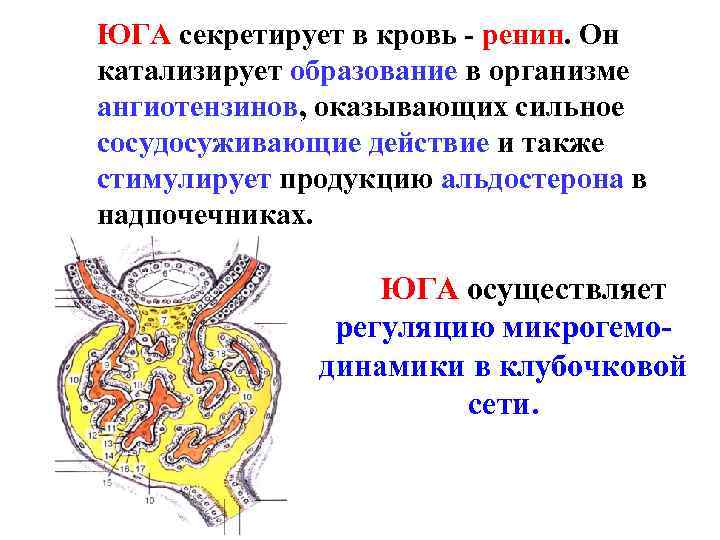 ЮГА секретирует в кровь - ренин. Он катализирует образование в организме ангиотензинов, оказывающих сильное