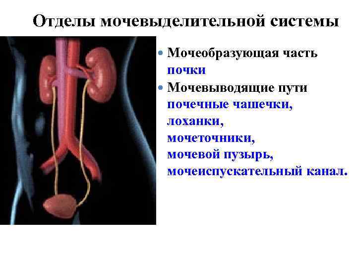 Отделы мочевыделительной системы Мочеобразующая часть почки Мочевыводящие пути почечные чашечки, лоханки, мочеточники, мочевой пузырь,