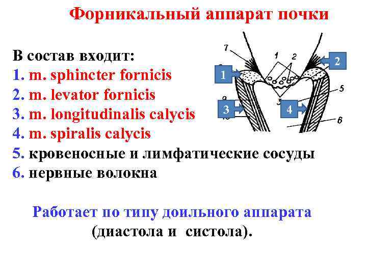 Форникальный аппарат почки В состав входит: 1 1. m. sphincter fornicis 2. m. levator