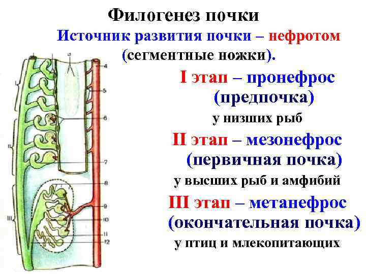 Филогенез почки Источник развития почки – нефротом (сегментные ножки). I этап – пронефрос (предпочка)