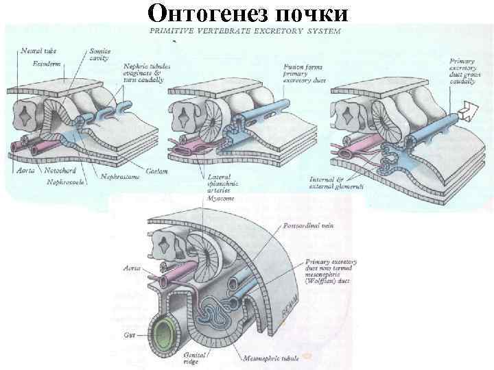 Онтогенез почки 